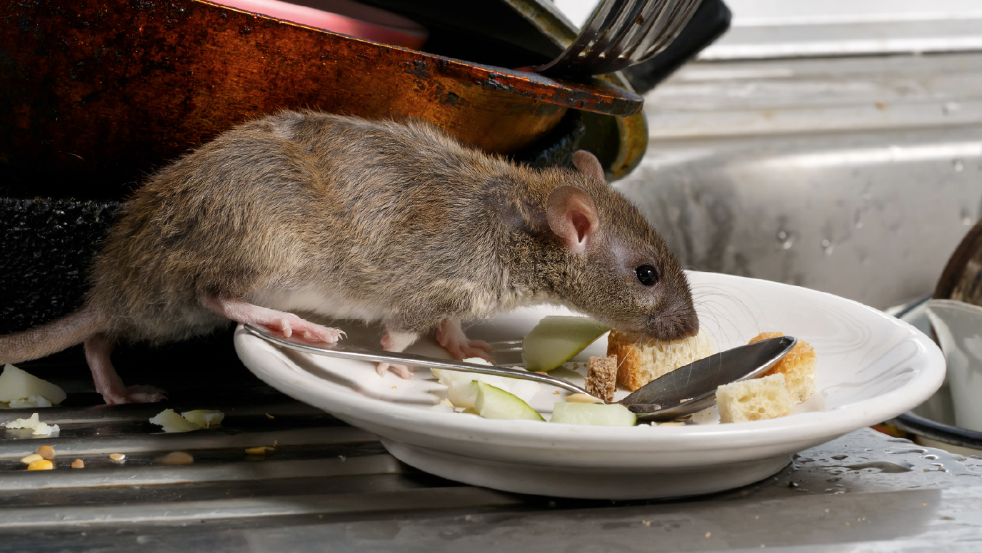 A rat running along a kitchen worktop next to some washing up.