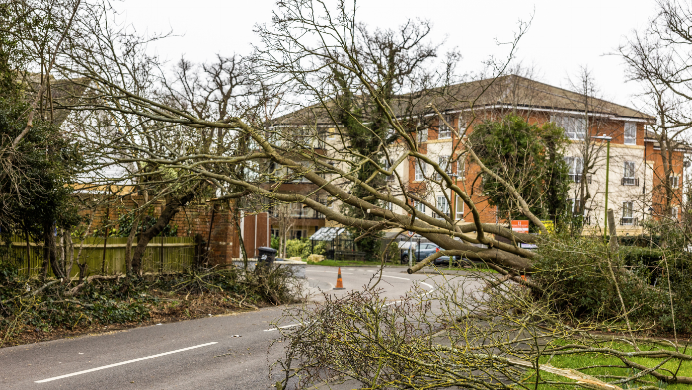 A fallen tree covering a road.