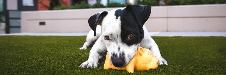 Dog playing outside with toy