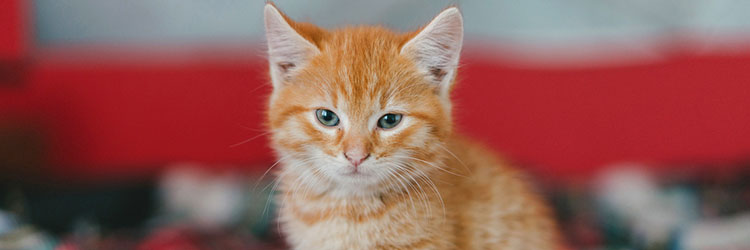 Ginger kitten sitting on a bed