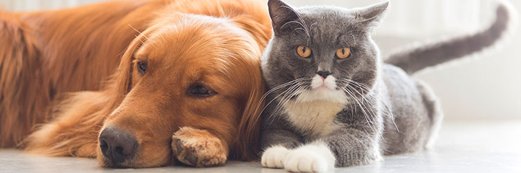 Cat and Golden Retriever lying down together on the carpet